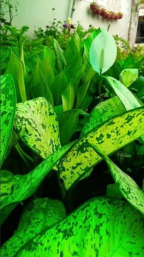 indor plant ☘️🌵 #flowers