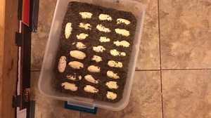 13 reactions | Ophiophagus hannah 26 eggs . | Kentucky Reptile Zoo | Facebook