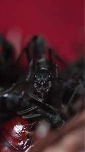 I Found An Asian Bullet Ant Colony in My Trash | AntsCanada