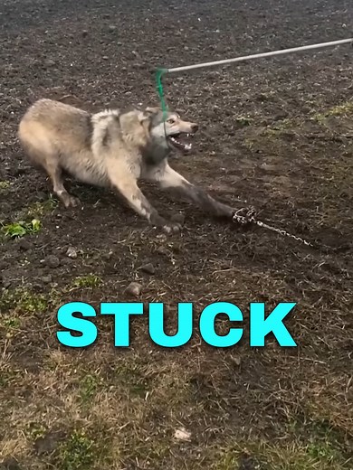 Rescuing a Trapped Timber Wolf in the Wild