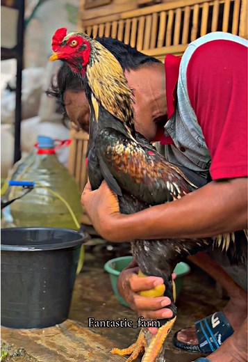 Ayam Mangon dan Pama: Fantasi di Fantastic Farm