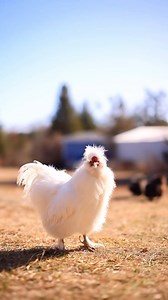 Snow, the serious fluffy rooster 🤣 | Pocket Macro