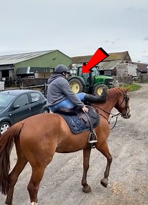 Horses: The Real Bosses Of The Barn!😂👑 | Humor and facts