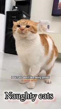 Cats Being Absolutely Hilarious 🤣🐱#funny #cat