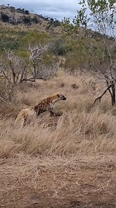 22K views · 196 reactions | Exo Wildlife on Reels | Facebook