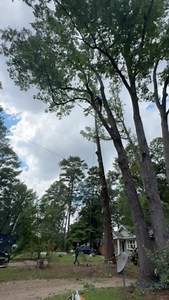 👷‍♂️Tree Service 📍Decatur, GA . 🗣️Call us right now and get a #freeestimate ☎️(678) 457-3487 ✅Fully Insured ✅licensed . . . #trees #treeremoval #treework #arborist #tree #stihl #stumpgrinding #treecare #landscaping #treetrimming #usa #georgia | Jireh Tree Services & Landscaping