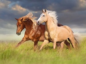 Peinture sur verre cheval - 80x60 cm - Choisissez votre taille - Peintures sur Verres... | bol