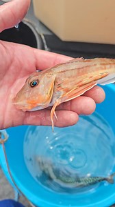 Afternoon Everybody Nice little tub Gurnard | MR FISH