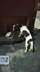 9K views · 296 reactions | CACHORRINHA NO CIO ESTÁ HÁ UMA SEMANA NA...