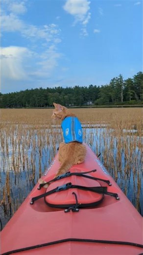 Kitty kayak paddle #asmr