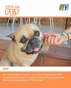 🐾 Quando l’amore arriva con un musetto buffo e tanta testardaggine! Emy e Lina all’inizio erano ai ferri corti, ma in 5 anni tutto è cambiato. Vuoi sapere come? 👉 Lunedì ore 14.45 su ITV c'è una nuova puntata di "Vita da pet" #itv | IrpiniaTv
