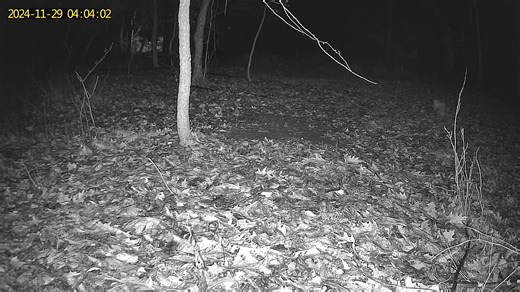 4.7K views · 199 reactions | We captured a pair of coyotes from our cellular trail camera that's close to PA Wildlife Camera 2 early this morning. This is the same camera that captured the recent video of the bobcat! #coyote #trailcamera #wildlife | PixCams | Facebook