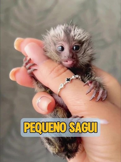 É um macaco?#animal #animais
