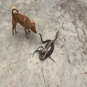 Make snake traps | Snake Farm