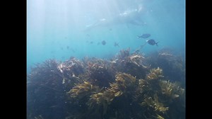 Goat Island Dive & Snorkel on Reels