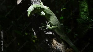 Emerald tree monitor lizard or green tree monitor in a tree - Varanus prasinus