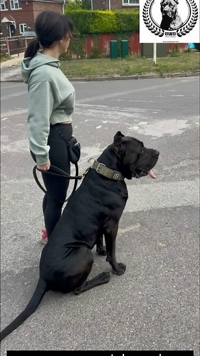 1.5K views · 257 reactions | Ivan, 72 kg(155 lbs) pure muscle. Congratulations Mr Tony for his shape www.presacanariokennel.com #BucovinaWorkingDogs #bwd #black #blackdog #blackpanther #presa #big #thick #monster #impressive #huge #muscles #crossfit #bulking #fittness #wrestling #extreme | Presa Canario BWD | Facebook