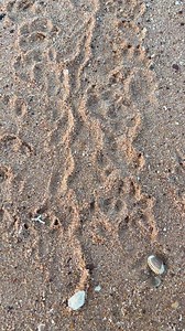 29 reactions · 3 comments | Here’s Something for Hunters and Trackers | Peter Cockman | Facebook