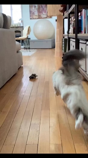 Lucette « Gonzales » 🐈‍⬛💕 | Fred félino-graphies