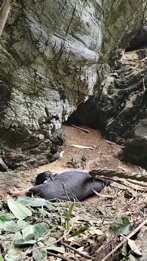 Hoang is happy to find a pig giving birth, mysterious woman picks wild fruits to eat to survive-044 | Ly Tieu Dua