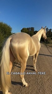 Los caballos mas hermosos del mundo #animalessalvajes #mundoanimal #animales | Instinto Oculto