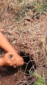 68K views · 825 reactions | woman cook frog frog with salad for dog Eating delicious HD #survival #hunting #fishing #doglover #dog | Uncle Bee Recipe | Facebook