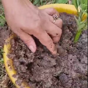 9.9K views · 227 reactions | Awesome Grafting Technique How To Grow Avocado Tree Using Aloe Vera In Banana Fruit | Aubree Vaughan | Facebook