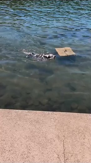 #myspottyloveCheyenne #swimming #summer25 | Kim Džananović