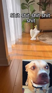 Two tantrums, one dramatic bird 😂😂🦜 Sunny the Cockatoo | Sunny the Cockatoo