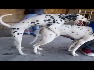 Dalmatian Dogs Mating | Dog Animal Mating | Ak Animal Lover
