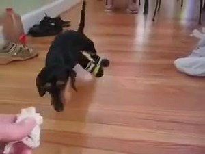 This dachshund learns how to walk in booties for the first time! | Sausage Dog Central