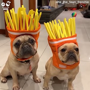 They're so goofy 🤣 @alfie_the_fawn_frenchie | Furry Tails