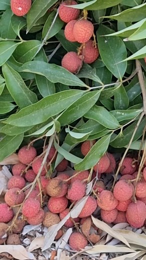 Lychee picking #pictureoftheday #pickingfruit #happy #trip | Sylvia F. Ursabia