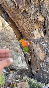 35M views · 839K reactions | We lost him for a moment… then look where we found Cookie!  Naughty as always, he never disappears without leaving behind a new surprise. #nature | Birds Mohamed | Facebook