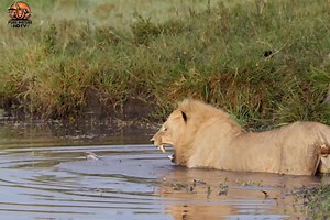 329K views · 19K reactions | Big Cat Tales [हिन्दी डाक्यूमेंट्री] Part 24 #discovery #wildanimals #nature #documentary #purenaturehdtv | Pure Nature HDTv | Facebook