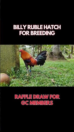 Billy Ruble Hatch for breeding 🐓 #gamefarm #rooster #gamefowls