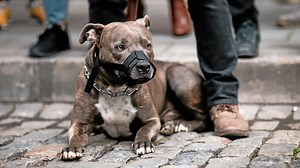 Hundesteuer-Ranking: NRW-Stadt will 1200 Euro für Kampfhund