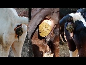 New Cow Dung Video | Cow Pooping Video | Safar Gav Ka