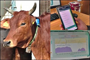 Allflex system in Himachal: अब ऑलफ्लेक्स सिस्टम से होगी पशुओं की निगरानी, फोन पर आएगा अलर्ट