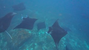 2.5K views · 53 reactions | Komodo Resort & Diving Club on Reels | Facebook