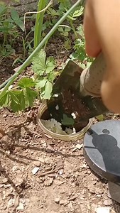 18K views · 99 reactions | Placing 1–2 Biopori Pots in a raised bed has many benefits:  Roots grow healthier because air flows into the soil 缾 Attracts earthworms that loosen and enrich the soil ♻️ Kitchen waste breaks down into slow-release fertilizer  Soil stays fertile without adding fertilizer often Simple, cheap, and effective. Give it a try! #lubangbiopori #gardening #gardeningtips | Petsy Cos | Facebook