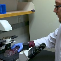 Video: Rescue of Recombinant Zika Virus from a Bacterial Artificial Chromosome cDNA Clone