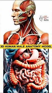 3d Human Male Anatomy model | #3d #humananatomy #male #youtubeshort #shorts