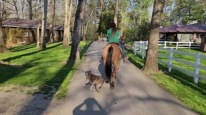 A Step Above Stables on Reels