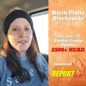 Amanda “Fletch” Fletcher with an HBR Update from North Platte Stockyards🔥 💥Tuesday January 24th on CattleUSA.com 🇺🇸 2500 HEAD Stocker Feeder Special www.northplattestockyards.com for more info #hotbarnreport #cattleusa #diamonddozen #truepricediscovery #usabeef #salebarn #cattle #sellatauction #Livestock | Hot Barn Report