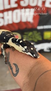 Bell’s phase lace monitor (Varanus Varius) hope to see you guys at @reptilesupershow the biggest reptile show in the world lots of reptiles and supplies family fun events. @thesnakefather @rodriguez_reptiles @mezo.creatures @robinson_reptiles @alareptiles @offrecordreptiles check them out. #bellsphaselacemonitor #varanusvarius #monitor #lizard #reptilesofig #lizardsofinsta #animal #monitorlizardsofinstagram #blackandwhite #reptilesupershow2023 #august #12 #13 #fyp #foryou #trending #viral #reels