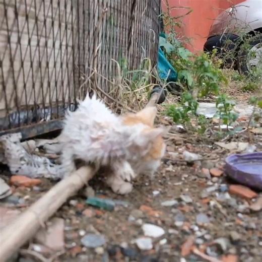 Attempting to rescue a struggling kitten figh!ing for survival. #trending #cats #viral | Komal Soni