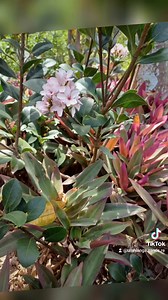 Umhlanga Sands Resort Week 44, Welcome to our guests. ⛱️ 🥂 Get your sun-kissed glow & indulge in Durbans most loved Resort. 🌞 🇿🇦👌 | Umhlanga Sands Resort