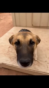 The power of foster a home! Our shy girl Bubbles and our new girl Riley Two headed to a foster home and are doing so good. Riley Two is around Bubbles age 8 months and they have become BFF’s. When we say “power of a foster” it really is powerful for these animals lives. They get so much more interaction than what we can provide at the shelter. They learn “home” life making it easier for them to get adopted or transfer to another rescue. They learn self confidence and much much more. Foster homes