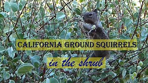 Clip: California Ground Squirrels in the shrub